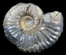 Acanthohoplites Ammonite Fossil - Caucasus, Russia #30092-1